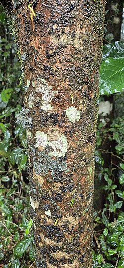 Brown beech: Cinnamomum laubatii on Mount Bellenden Ker, Queensland