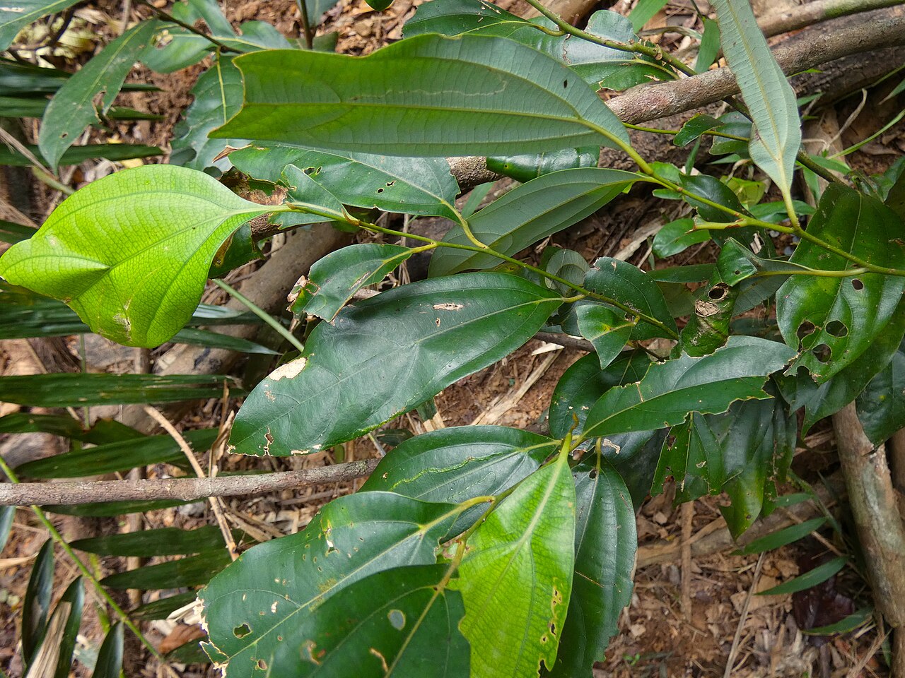 Brown beech: Cryptocarya grandis growing beside Lake Morris Road on the Lamb Range west of Cairns , Queensland