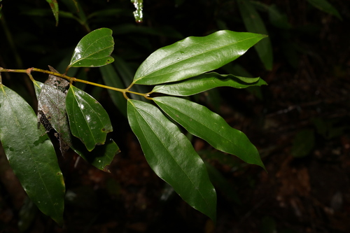Brown beech (Cinnamomum laubatii)