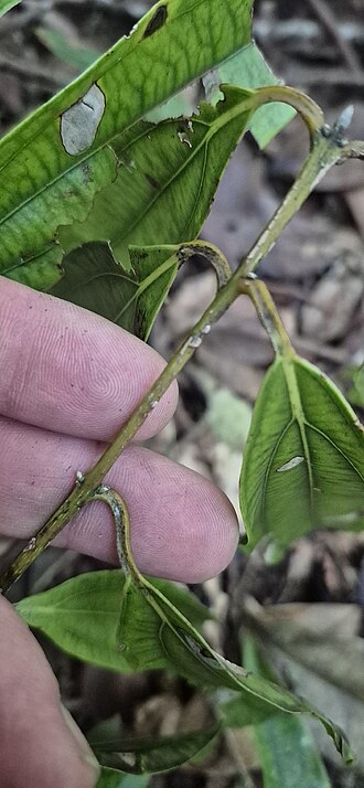 Brown beech: Cinnamomum laubatii on Mount Bellenden Ker, Queensland