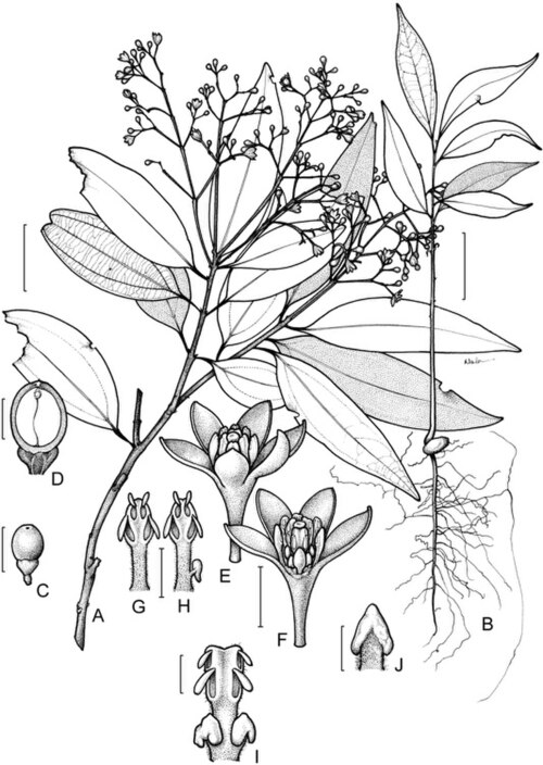 Brown beech: Botanical illustration of Cinnamomum laubatii