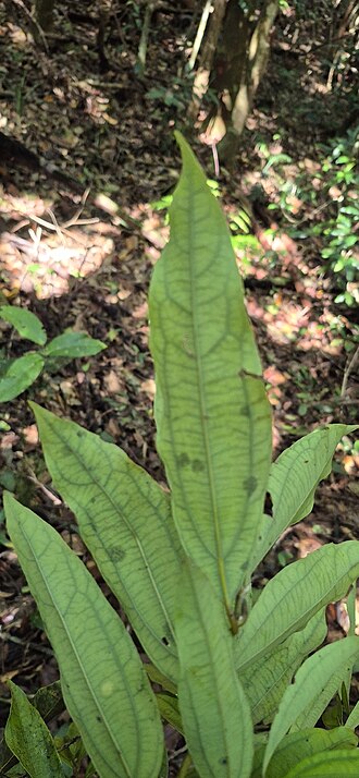 Brown beech: Cinnamomum laubatii on Mount Bellenden Ker, Queensland