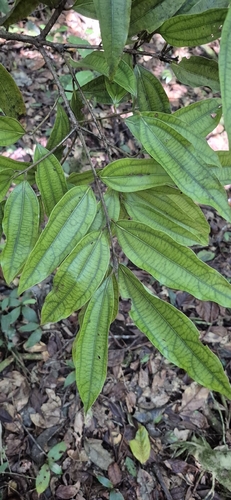 Brown beech (Cinnamomum laubatii)