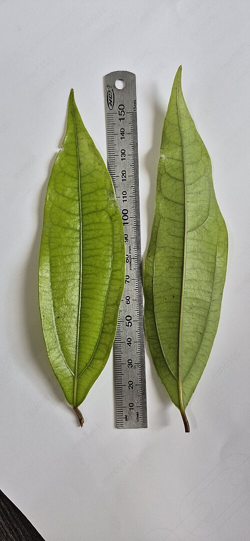 Brown beech: Cinnamomum laubatii on Mount Bellenden Ker, Queensland