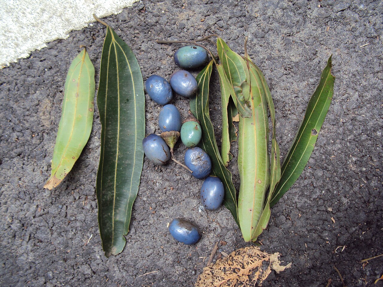 Cinnamomum macrocarpum: Photos from 2014 by Vinayaraj