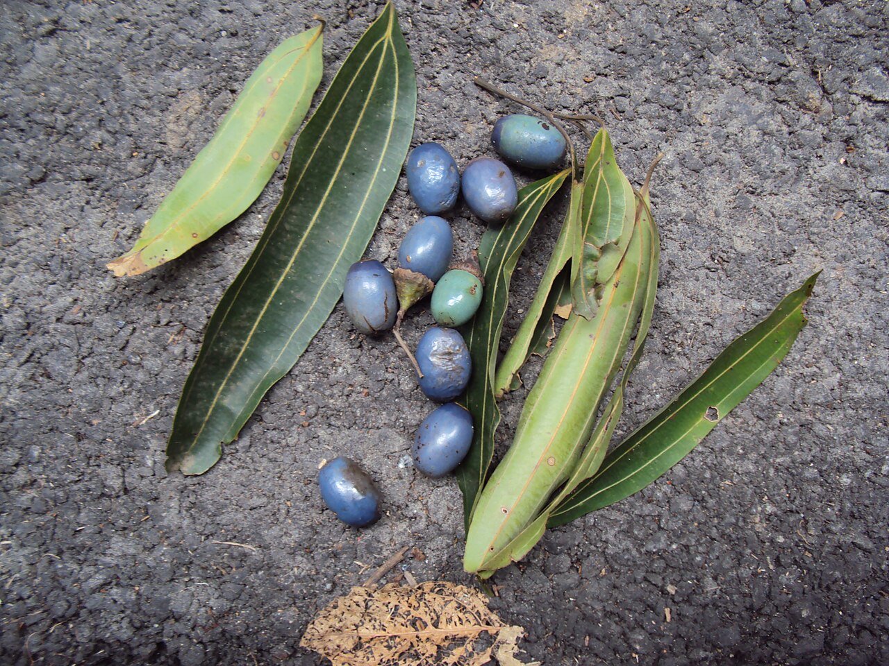Cinnamomum macrocarpum: Photos from 2014 by Vinayaraj