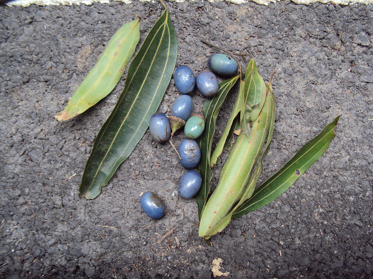 Cinnamomum macrocarpum: Photos from 2014 by Vinayaraj