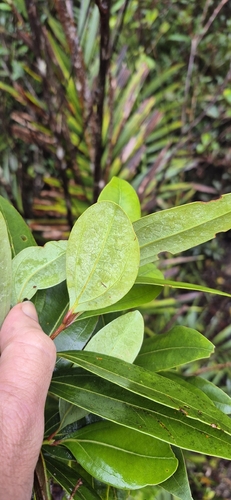 Pepperwood (Cinnamomum propinquum)