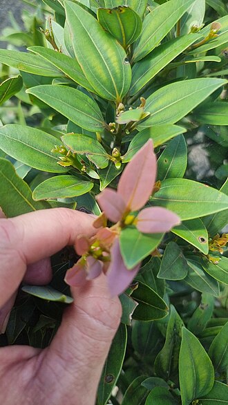 Pepperwood: Cinnamomum propinquum on the south peak of Mount Bellenden Ker near Cairns, Queensland
