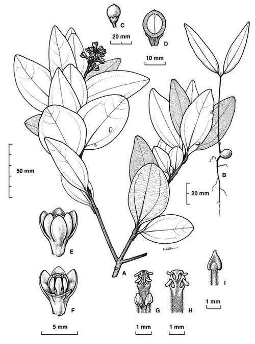 Pepperwood: Cinnamomum propinquum botanical sketch