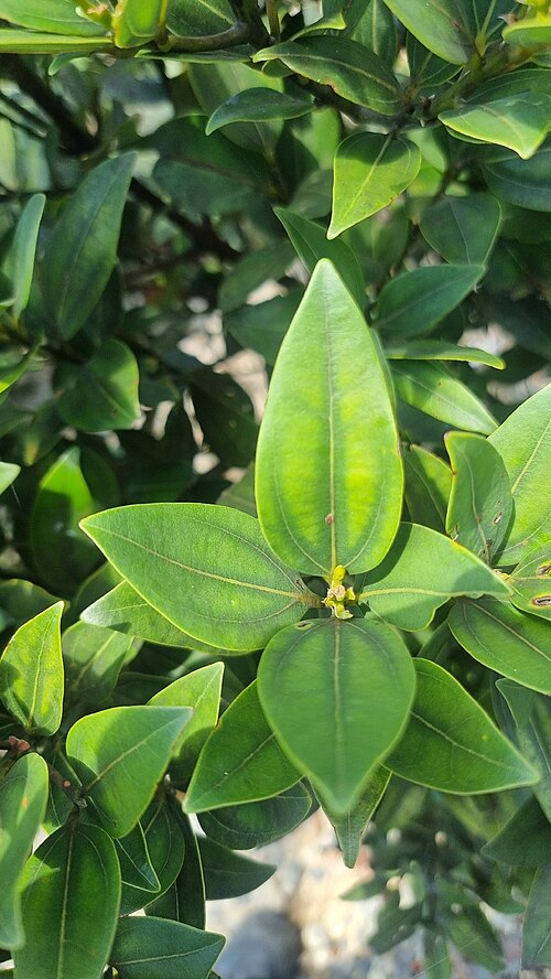 Pepperwood: Cinnamomum propinquum on the south peak of Mount Bellenden Ker near Cairns, Queensland