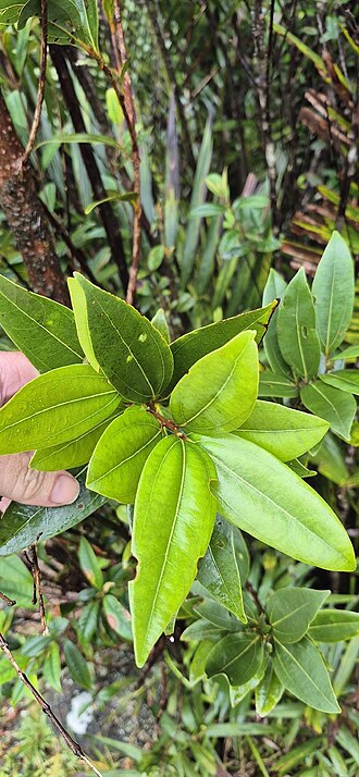 Pepperwood: Cinnamomum propinquum on the south peak of Mount Bellenden Ker near Cairns, Queensland