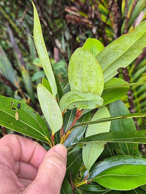 Pepperwood: Cinnamomum propinquum on the south peak of Mount Bellenden Ker near Cairns, Queensland