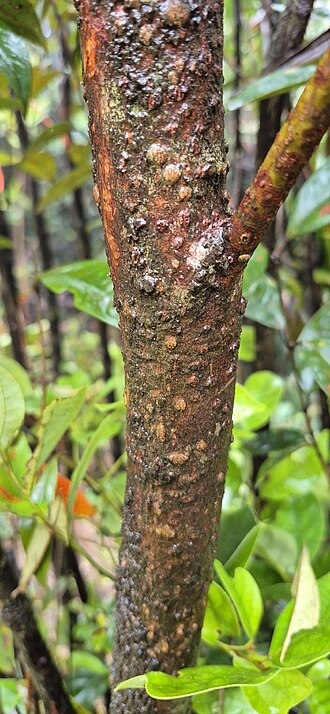 Pepperwood: Cinnamomum propinquum on the south peak of Mount Bellenden Ker near Cairns, Queensland