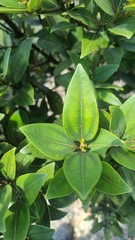 Pepperwood (Cinnamomum propinquum)