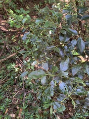 Cinnamomum pseudopedunculatum (Cinnamomum pseudopedunculatum)