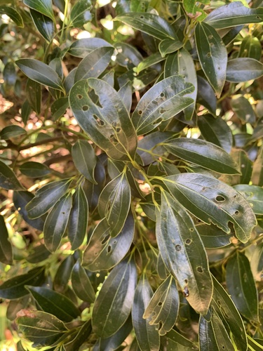 Cinnamomum pseudopedunculatum (Cinnamomum pseudopedunculatum)