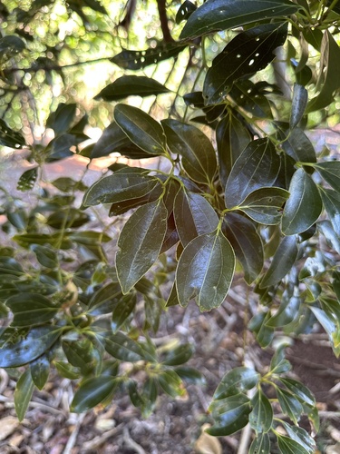 Cinnamomum pseudopedunculatum (Cinnamomum pseudopedunculatum)