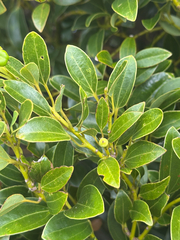 Cinnamomum pseudopedunculatum (Cinnamomum pseudopedunculatum)