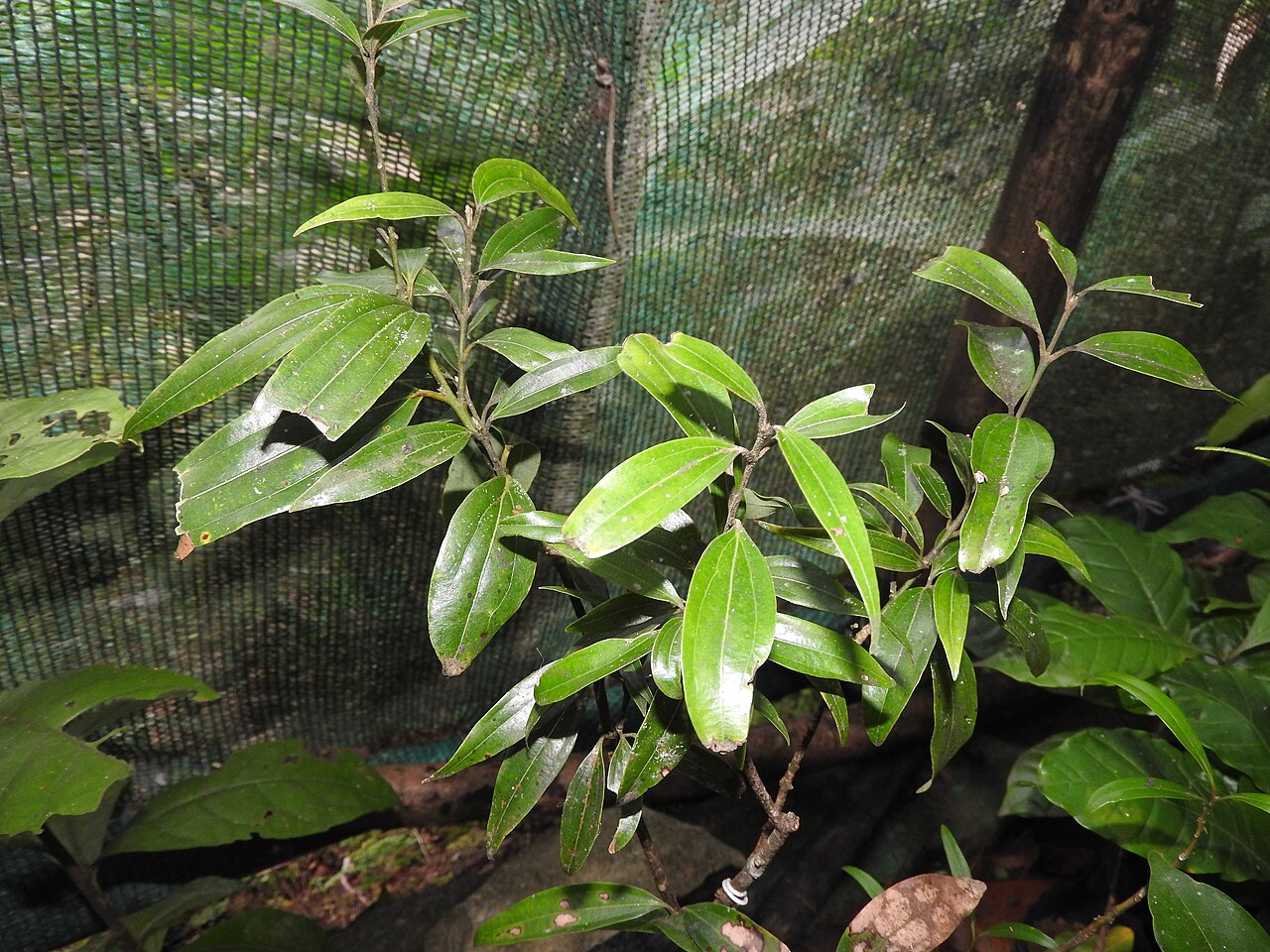 Cinnamomum riparium: Lauraceae-Tree,panicled cymes,berry ,seed one.Rare and medicinal plant.