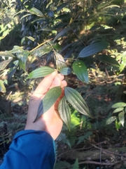 Cinnamomum subavenium (Cinnamomum subavenium)