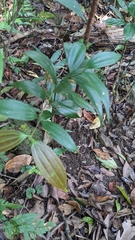 Cinnamomum subavenium (Cinnamomum subavenium)