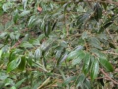 Cinnamomum subavenium (Cinnamomum subavenium)