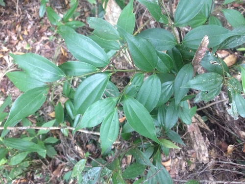 Cinnamomum subavenium (Cinnamomum subavenium)
