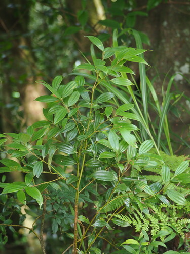 Cinnamomum subavenium (Cinnamomum subavenium)