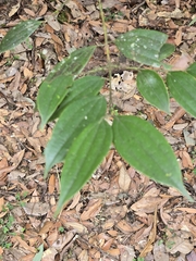 Cinnamomum subavenium (Cinnamomum subavenium)