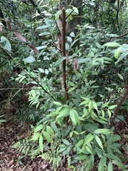 Cinnamomum subavenium (Cinnamomum subavenium)