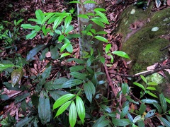 Cinnamomum subavenium (Cinnamomum subavenium)