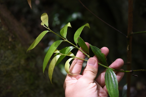 Cinnamomum subavenium (Cinnamomum subavenium)