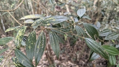 Cinnamomum subavenium (Cinnamomum subavenium)