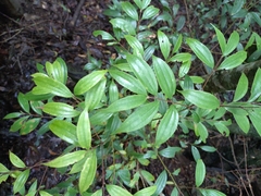 Cinnamomum subavenium (Cinnamomum subavenium)