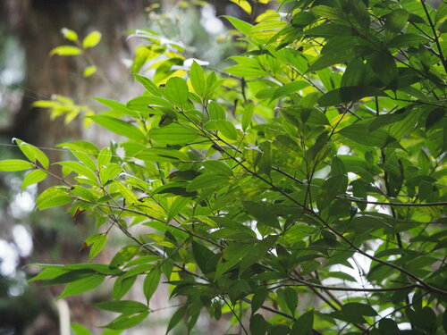 Cinnamomum subavenium (Cinnamomum subavenium)
