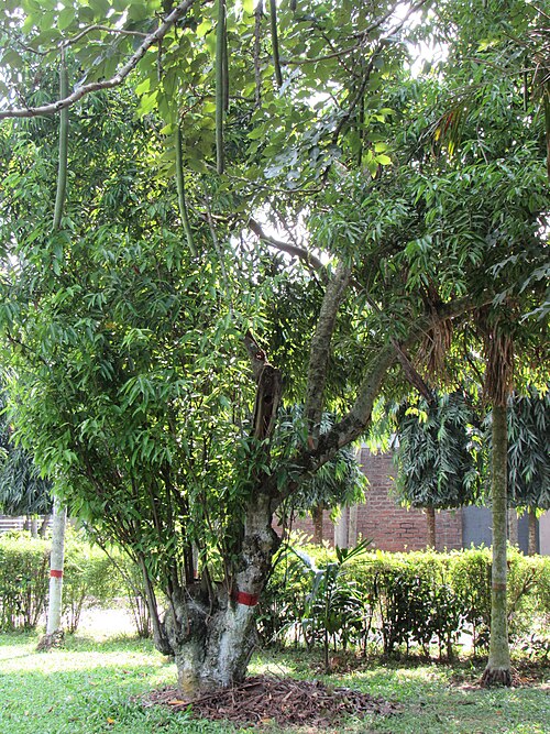 Indian bark: Cinnamomum tamala (Bay leaf) tree in RDA, Bogra