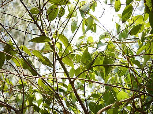 Indian bark: Cinnamomum tamala (Buch.-Ham.) T.Nees & Eberm.