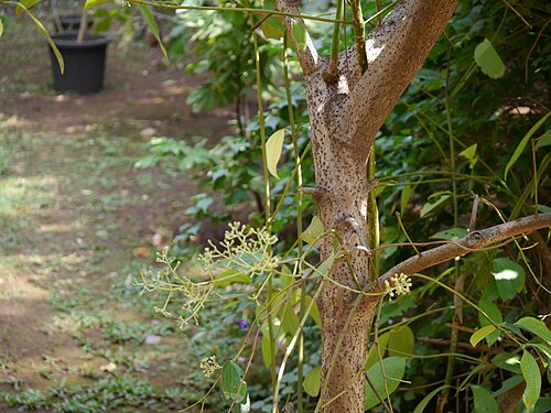 Indian bark: Cinnamomum tamala (Buch.-Ham.) T.Nees & Eberm.