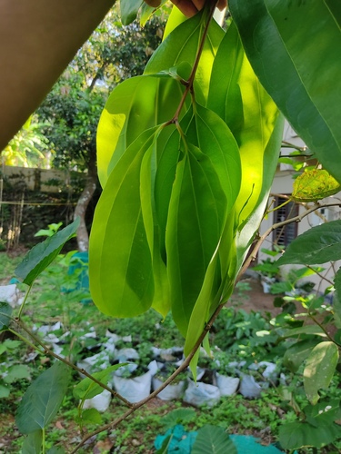 Indian bark (Cinnamomum tamala)