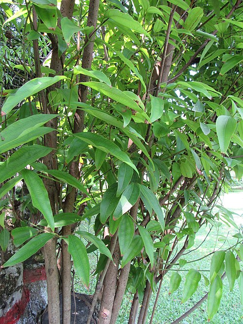Indian bark: Cinnamomum tamala (Bay leaf) tree in RDA, Bogra