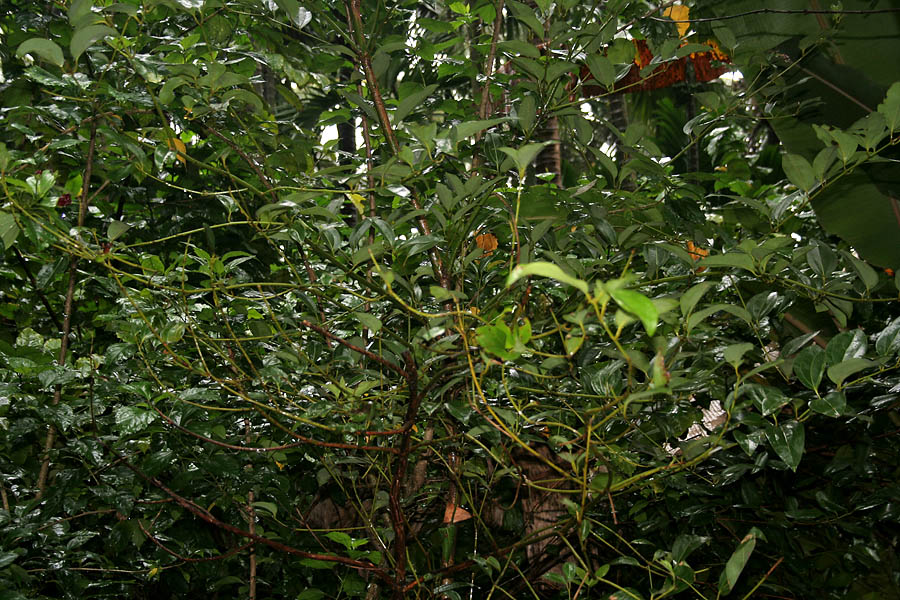 Indian bark: Cinnamomum tamala ((Syn. Cinnamomum tejpata , Laurus tamala )- Indian Bay Leaf, Indian cassia, Indian cassia bark, Tamala cassia • Hindi: तेजपत्ता tejpatta • Ma