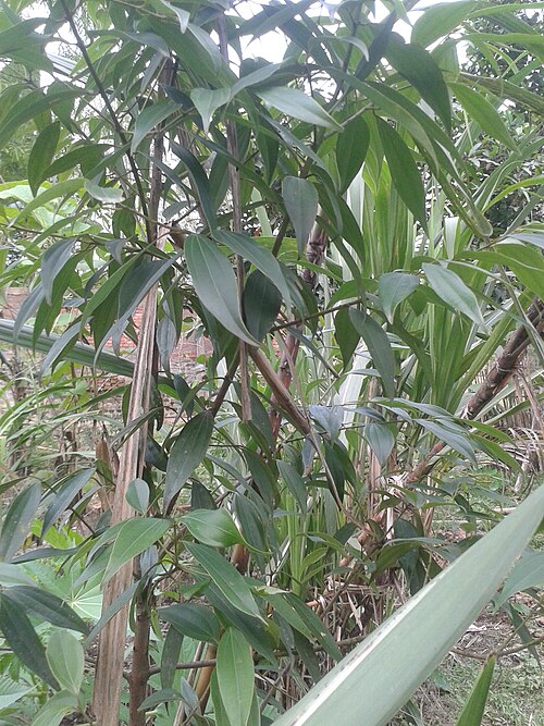 Indian bark: Cinnamomum tamala, Indian bay leaf, also known as tejpat, tezapatta, Malabar leaf, Indian bark, Indian cassia, or malabathrum, is a tree in the family Lauraceae
