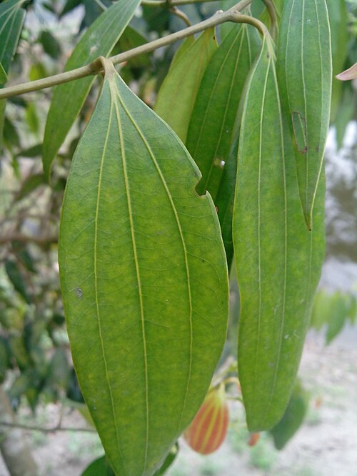 Indian bark: Cassialeaf