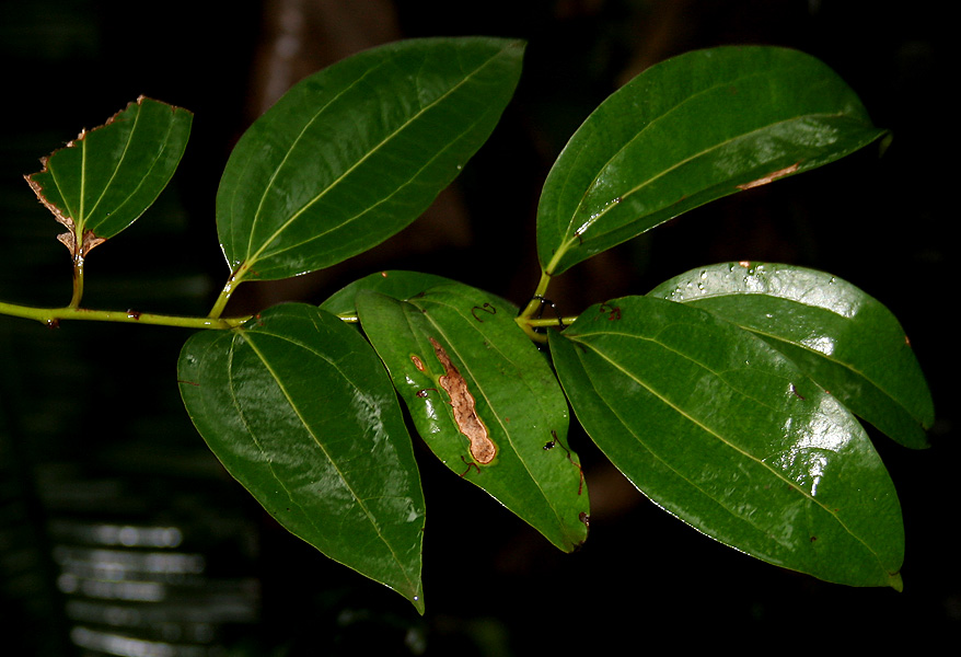 Indian bark: Cinnamomum tamala ((Syn. Cinnamomum tejpata , Laurus tamala )- Indian Bay Leaf, Indian cassia, Indian cassia bark, Tamala cassia • Hindi: तेजपत्ता tejpatta • Ma