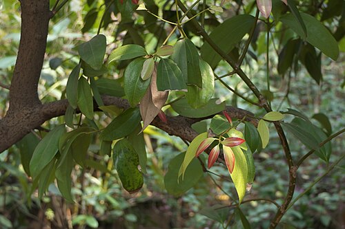 Indian bark: Cinnamomum tamala (Buch.-Ham.) T.Nees & Eberm.