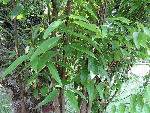 Indian bark: Cinnamomum tamala (Bay leaf) tree in RDA, Bogra