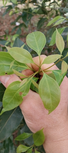 Sri Lanka cinnamon (Cinnamomum verum)
