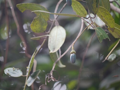 Sri Lanka cinnamon: Cinnamomum verum