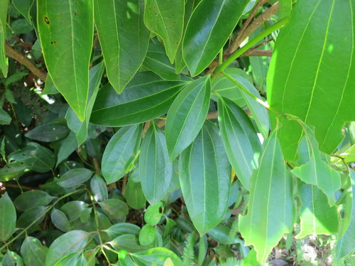 Sri Lanka cinnamon (Cinnamomum verum)